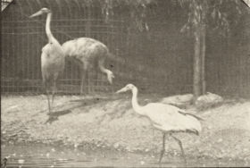 Plate 778 Storks, swans, etc. — figure reference